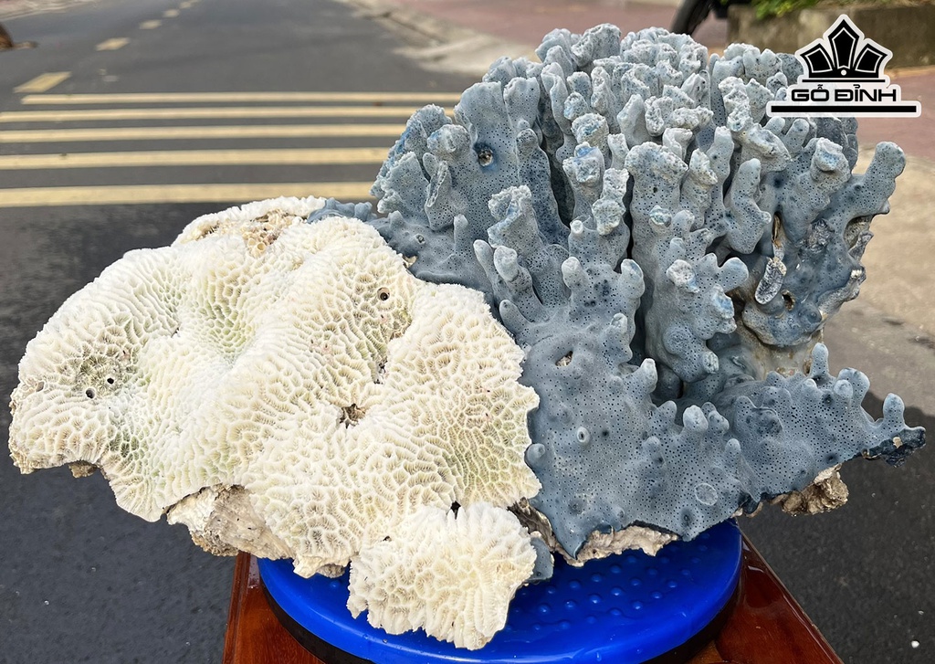 Tác Phẩm Đá San Hô Xanh Trắng Cao 40 Ngang 31 (cm) 9,8kg