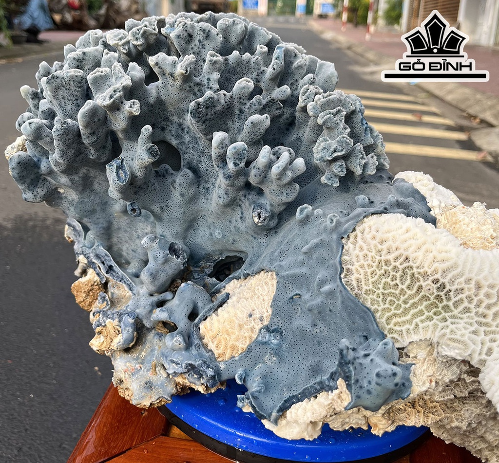 Tác Phẩm Đá San Hô Xanh Trắng Cao 40 Ngang 31 (cm) 9,8kg