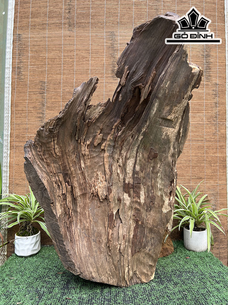 Tượng Thần Trà Gỗ Bách Xanh Cao 66 Ngang 42 Sâu 26 (cm)