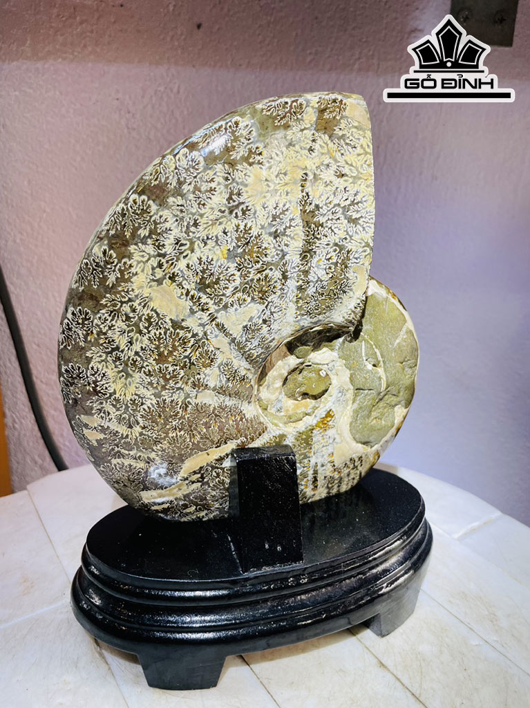 Tác Phẩm Ốc Anh Vũ Hóa Ngọc Cao 24 Ngang 17 (cm) 1,6kg