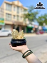 Tinh Thể Đá Thạch Anh Vàng Cao 10 (cm) 0,76kg