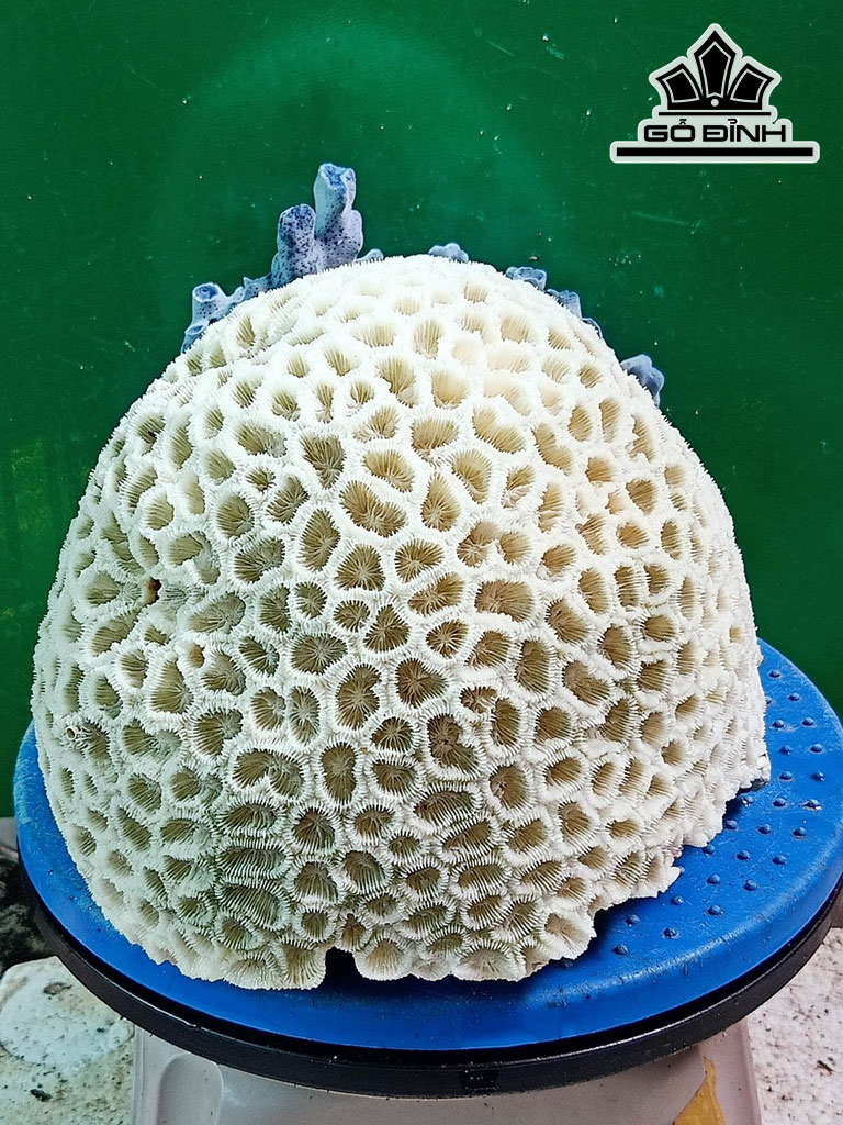 Tác Phẩm Đá San Hô Cao 16 Ngang 30 (cm)