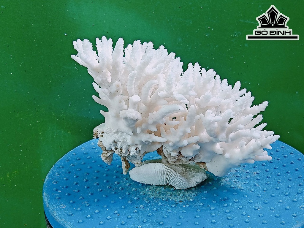 Tác Phẩm Đá San Hô Đá San Hô Cao 13 Ngang 17 (cm)