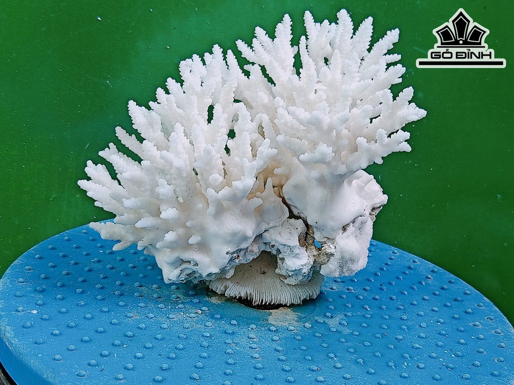 Tác Phẩm Đá San Hô Đá San Hô Cao 13 Ngang 17 (cm)