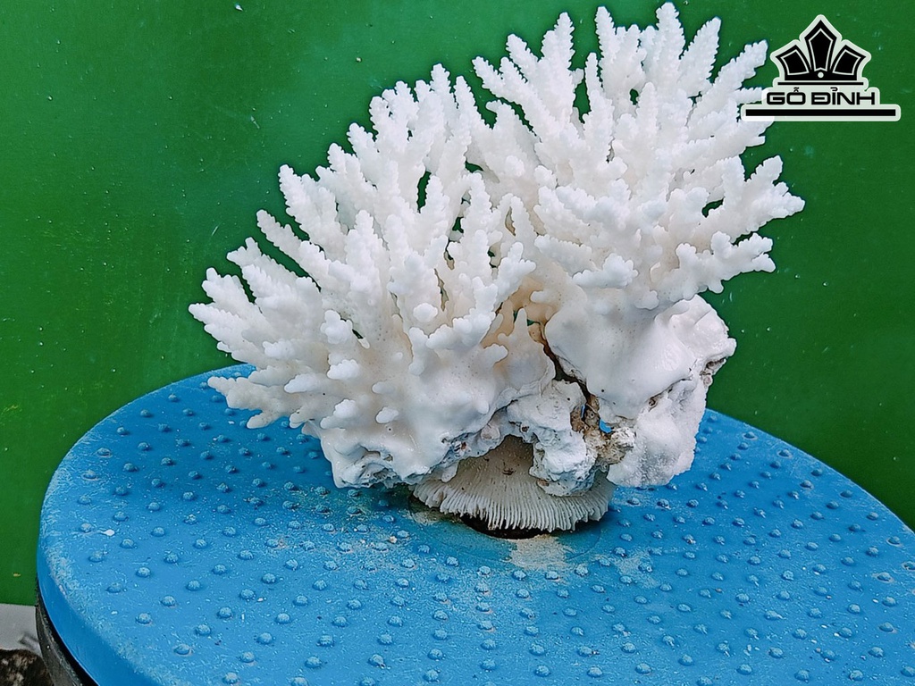 Tác Phẩm Đá San Hô Đá San Hô Cao 13 Ngang 17 (cm)