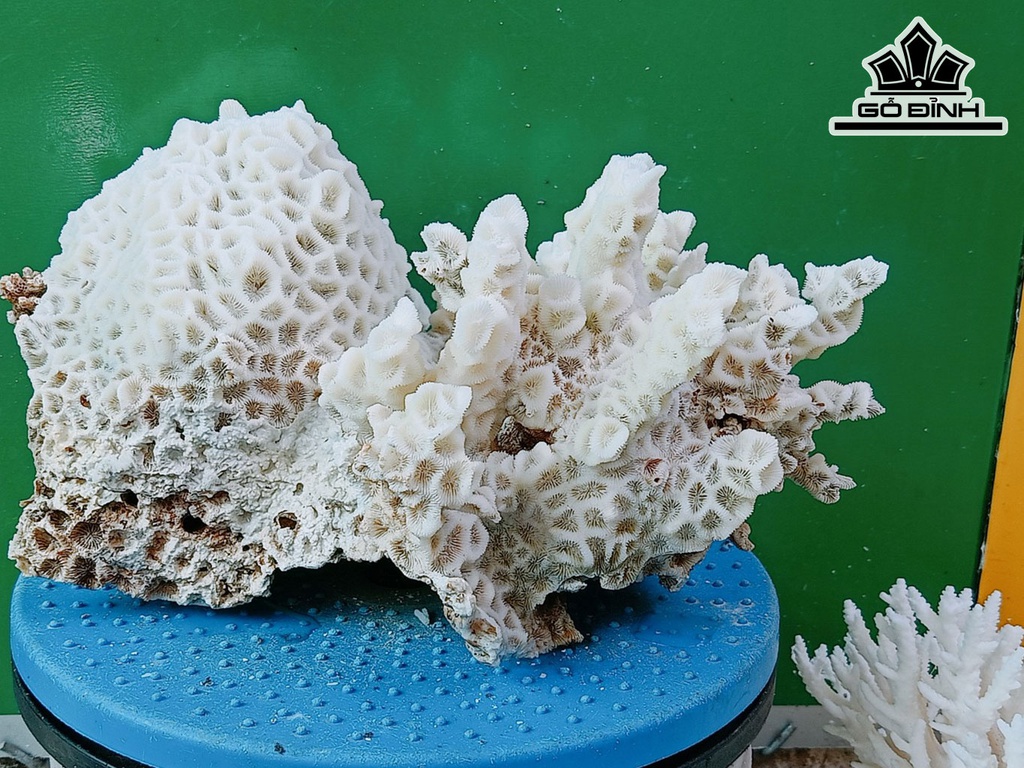 Tác Phẩm Đá San Hô Đá San Hô Cao 23 Ngang 38 (cm)