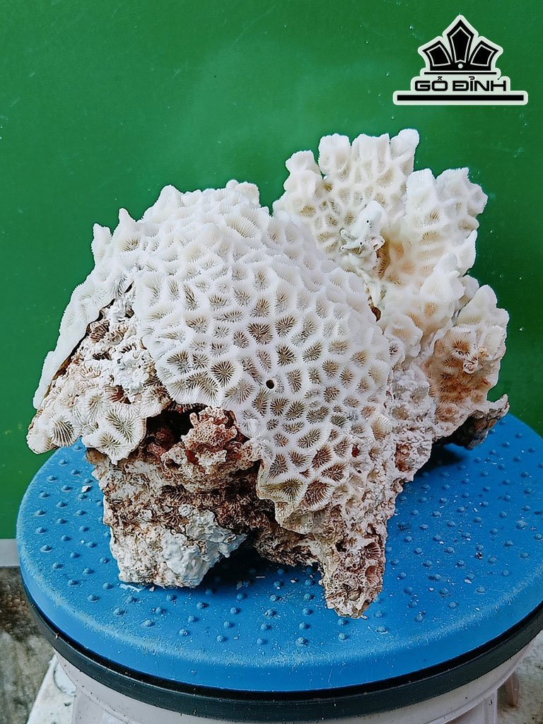 Tác Phẩm Đá San Hô Đá San Hô Cao 23 Ngang 38 (cm)