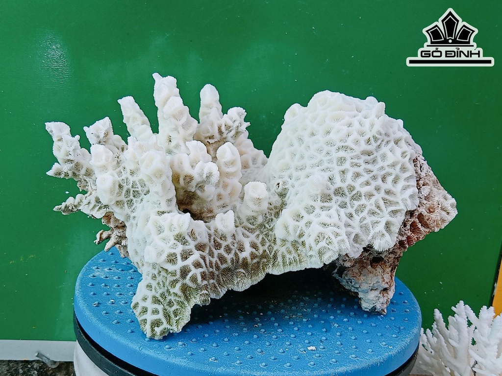 Tác Phẩm Đá San Hô Đá San Hô Cao 23 Ngang 38 (cm)