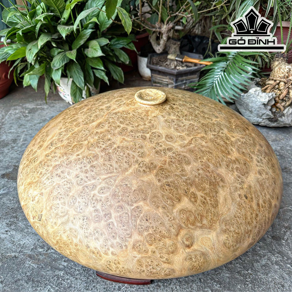 Chum Phú Quý Gỗ Nu Kháo Cao 29 Đường Kính 56 (cm)