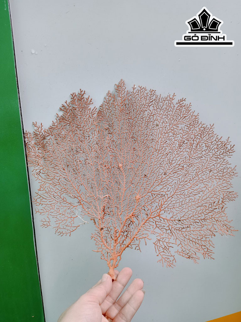 Tác Phẩm Cây San Hô Cao 25 Ngang 33 (cm)