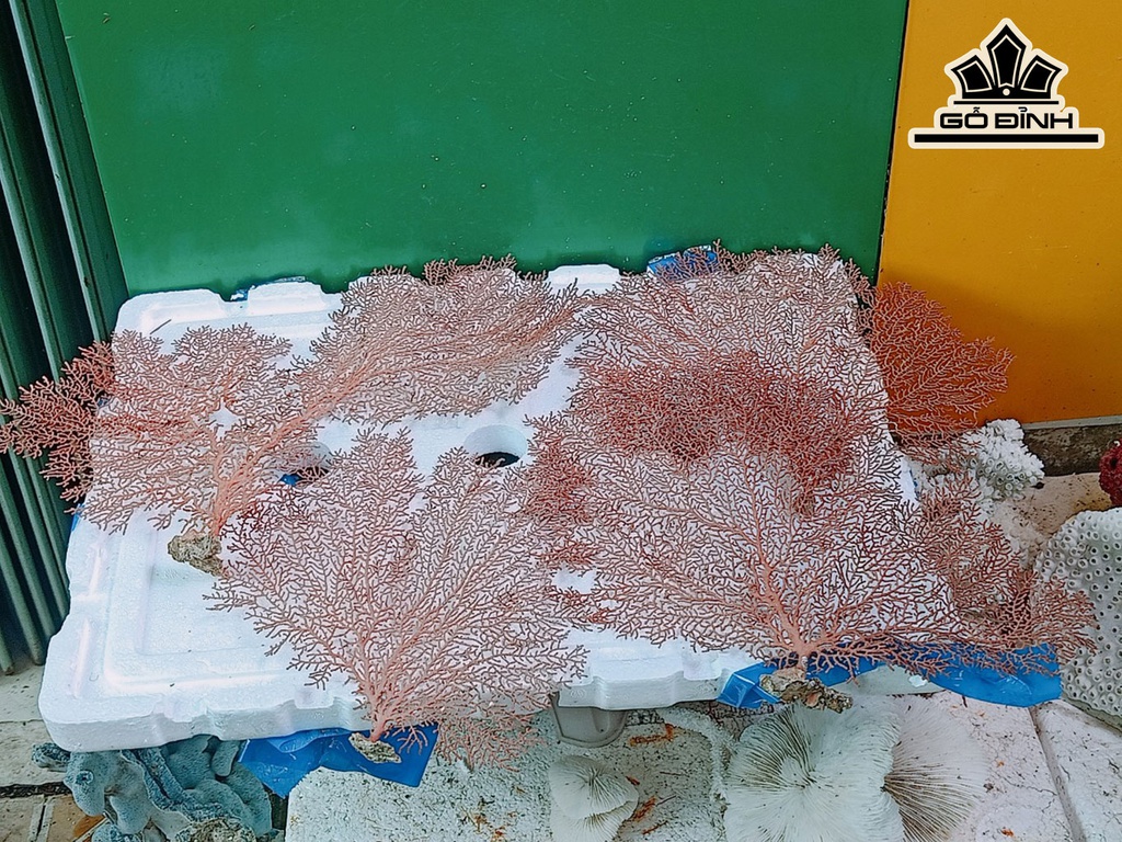 Tác Phẩm Cây San Hô Cao 25 Ngang 33 (cm)