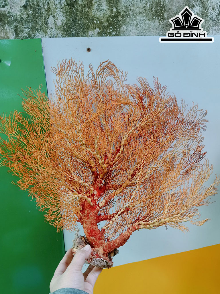 Tác Phẩm Cây San Hô Cao 40 Ngang 50 (cm)