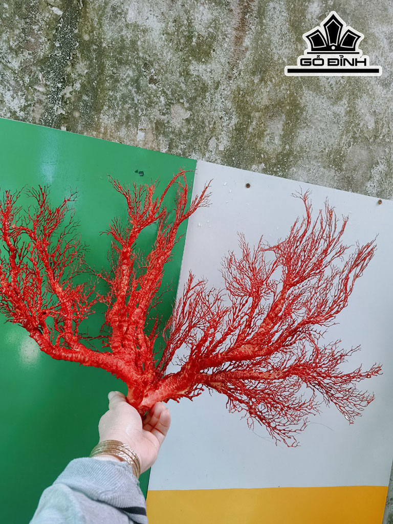 Tác Phẩm Cây San Hô Cao 40 Ngang 50 (cm)