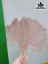 Tác Phẩm Cây San Hô Cao 40 Ngang 50 (cm)