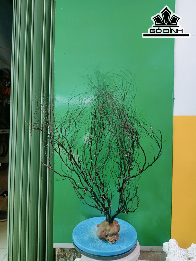 Tác Phẩm Cây San Hô Cao 65 Ngang 40 (cm)