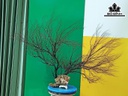 Tác Phẩm Cây San Hô Cao 70 Ngang 90 (cm)