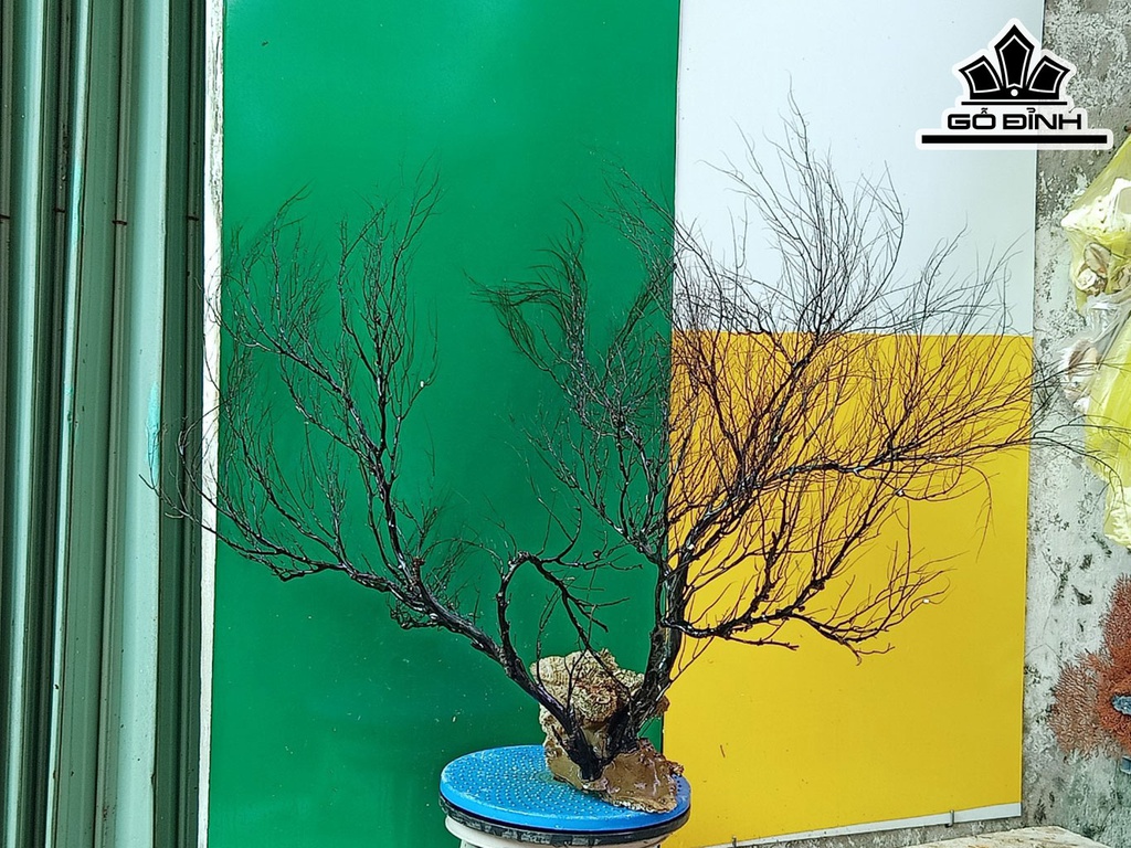Tác Phẩm Cây San Hô Cao 70 Ngang 90 (cm)