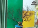 Tác Phẩm Cây San Hô Cao 70 Ngang 90 (cm)