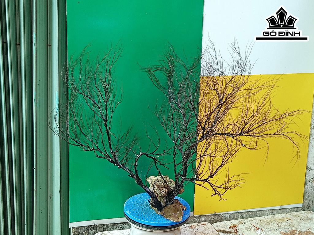 Tác Phẩm Cây San Hô Cao 70 Ngang 90 (cm)