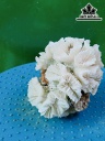 Tác Phẩm Đá San Hô Cao 9 Ngang 11 (cm)