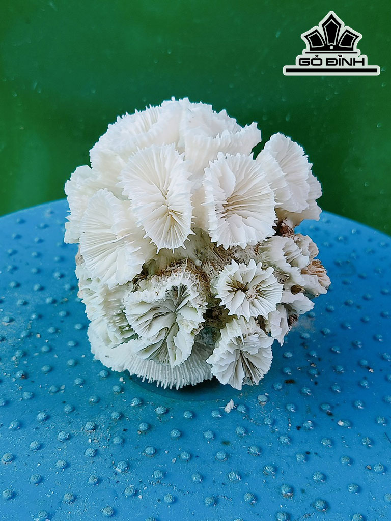 Tác Phẩm Đá San Hô Cao 9 Ngang 11 (cm)