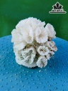 Tác Phẩm Đá San Hô Cao 9 Ngang 11 (cm)
