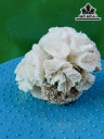 Tác Phẩm Đá San Hô Cao 9 Ngang 11 (cm)