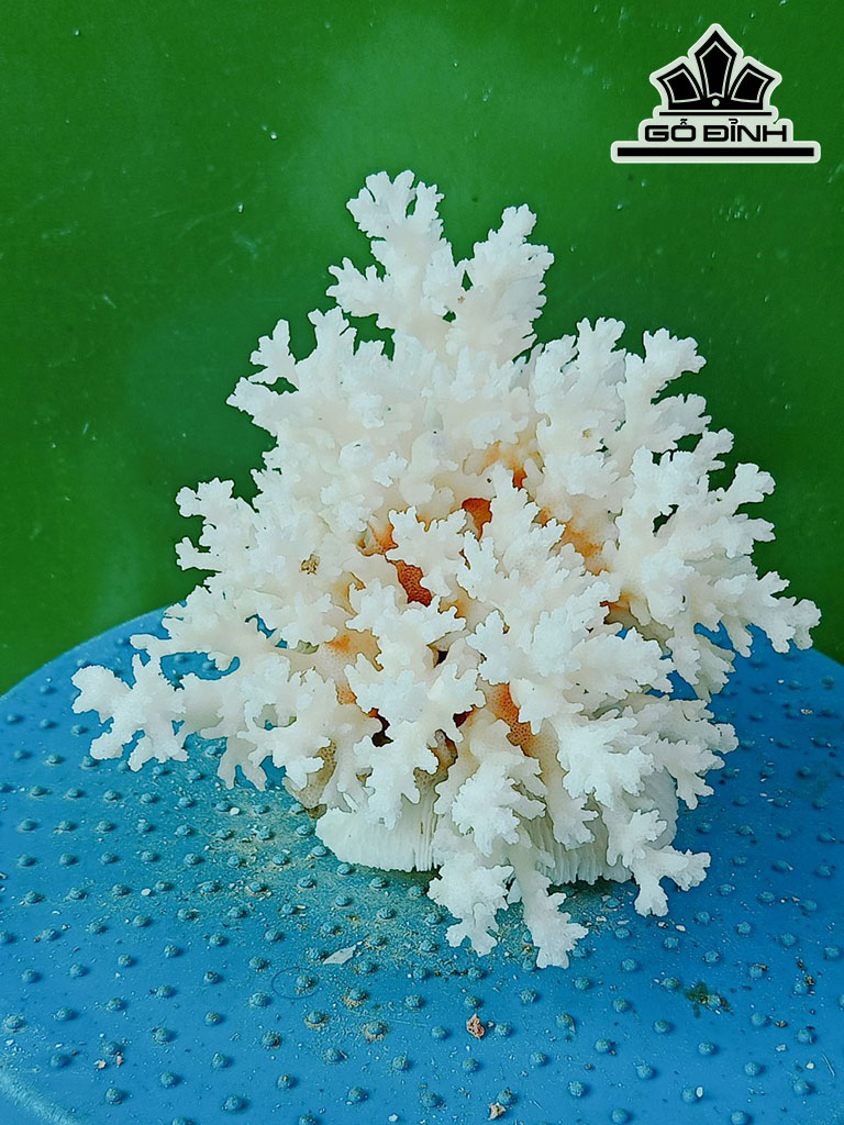 Tác Phẩm Đá San Hô Cao 14 Ngang 18 (cm)
