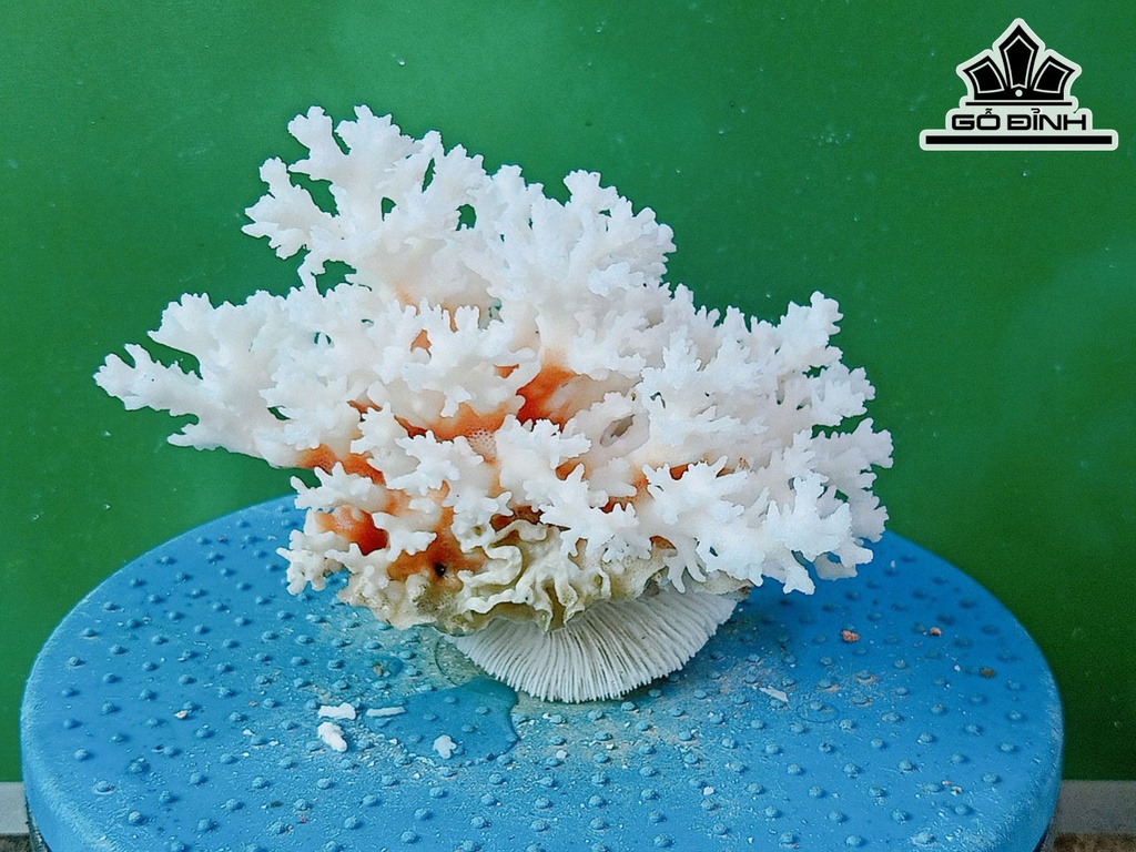 Tác Phẩm Đá San Hô Cao 14 Ngang 18 (cm)