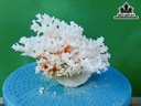 Tác Phẩm Đá San Hô Cao 14 Ngang 18 (cm)