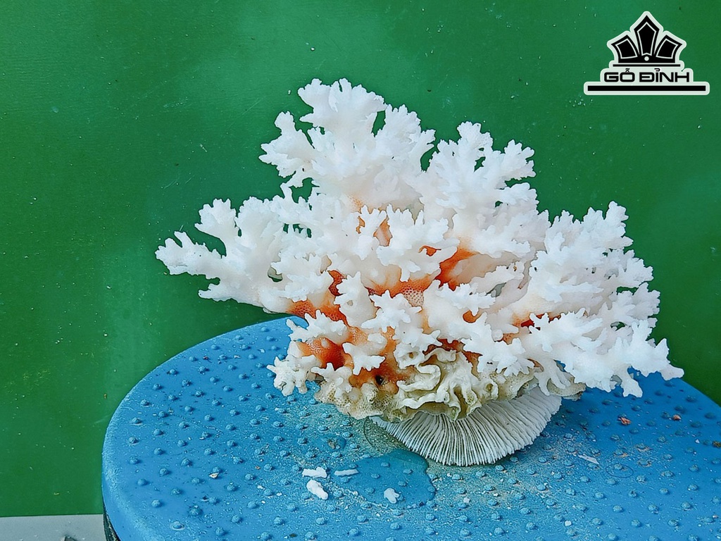 Tác Phẩm Đá San Hô Cao 14 Ngang 18 (cm)