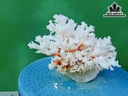 Tác Phẩm Đá San Hô Cao 14 Ngang 18 (cm)