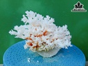 Tác Phẩm Đá San Hô Cao 14 Ngang 18 (cm)