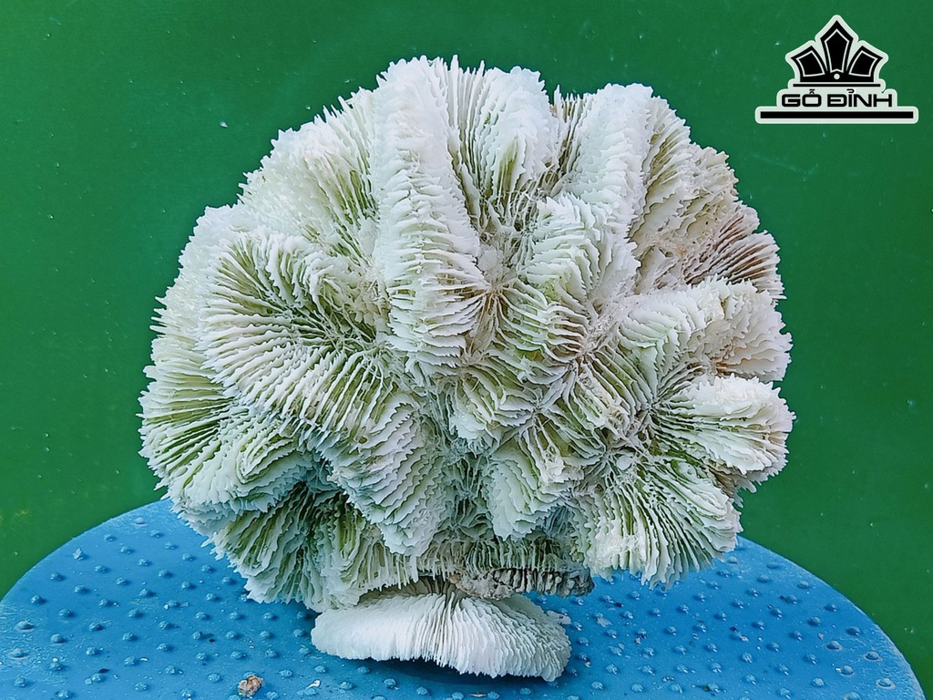 Tác Phẩm Đá San Hô Cao 15 Ngang 16 (cm)
