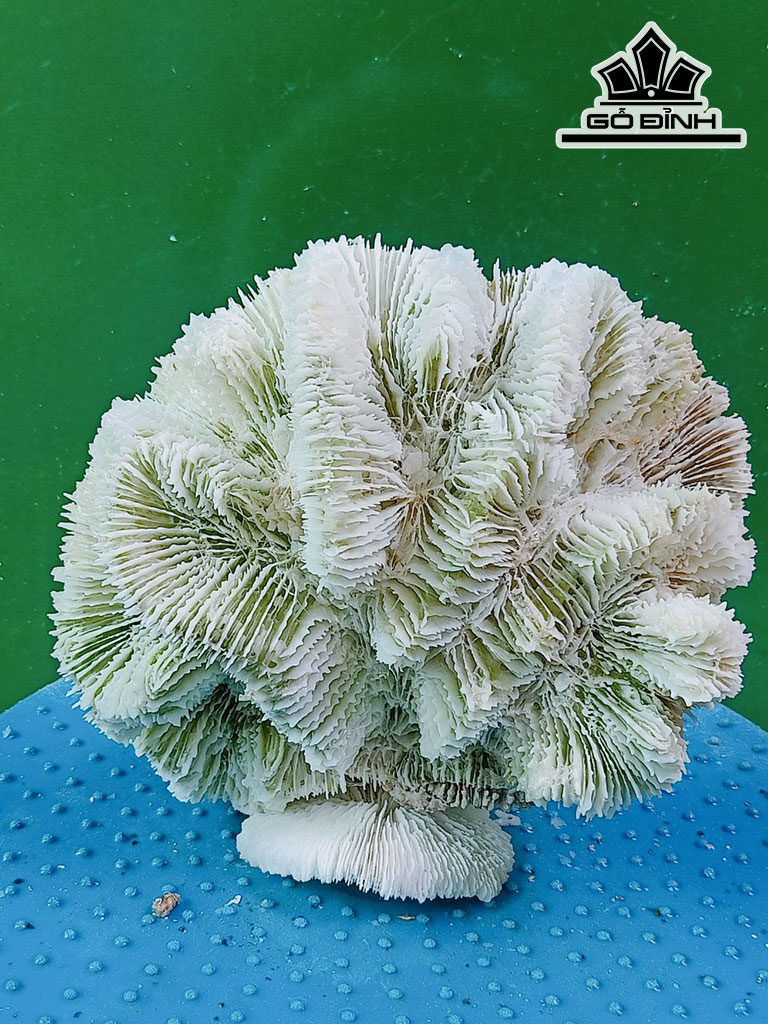 Tác Phẩm Đá San Hô Cao 15 Ngang 16 (cm)