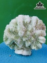 Tác Phẩm Đá San Hô Cao 15 Ngang 16 (cm)