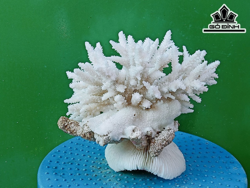 Tác Phẩm Đá San Hô Cao 16 Ngang 20 (cm)