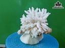 Tác Phẩm Đá San Hô Cao 16 Ngang 20 (cm)