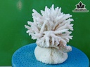Tác Phẩm Đá San Hô Cao 16 Ngang 20 (cm)