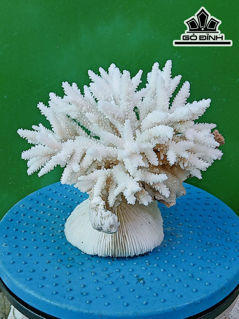 Tác Phẩm Đá San Hô Cao 16 Ngang 20 (cm)