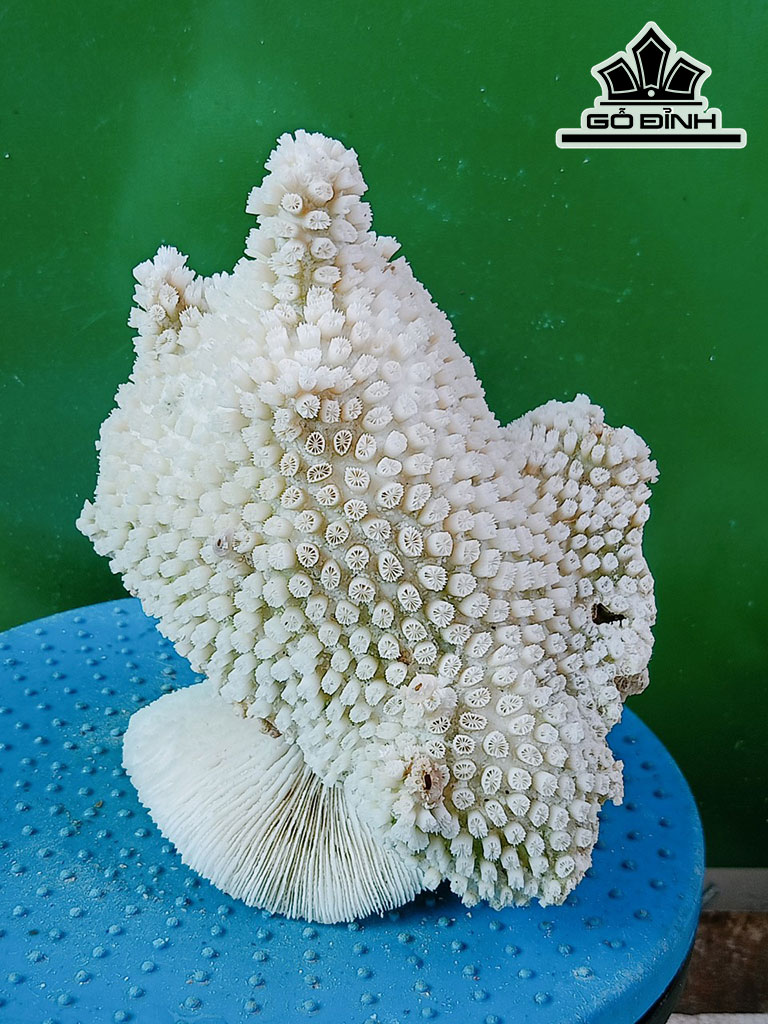 Tác Phẩm Đá San Hô Cao 19 Ngang 18 (cm)