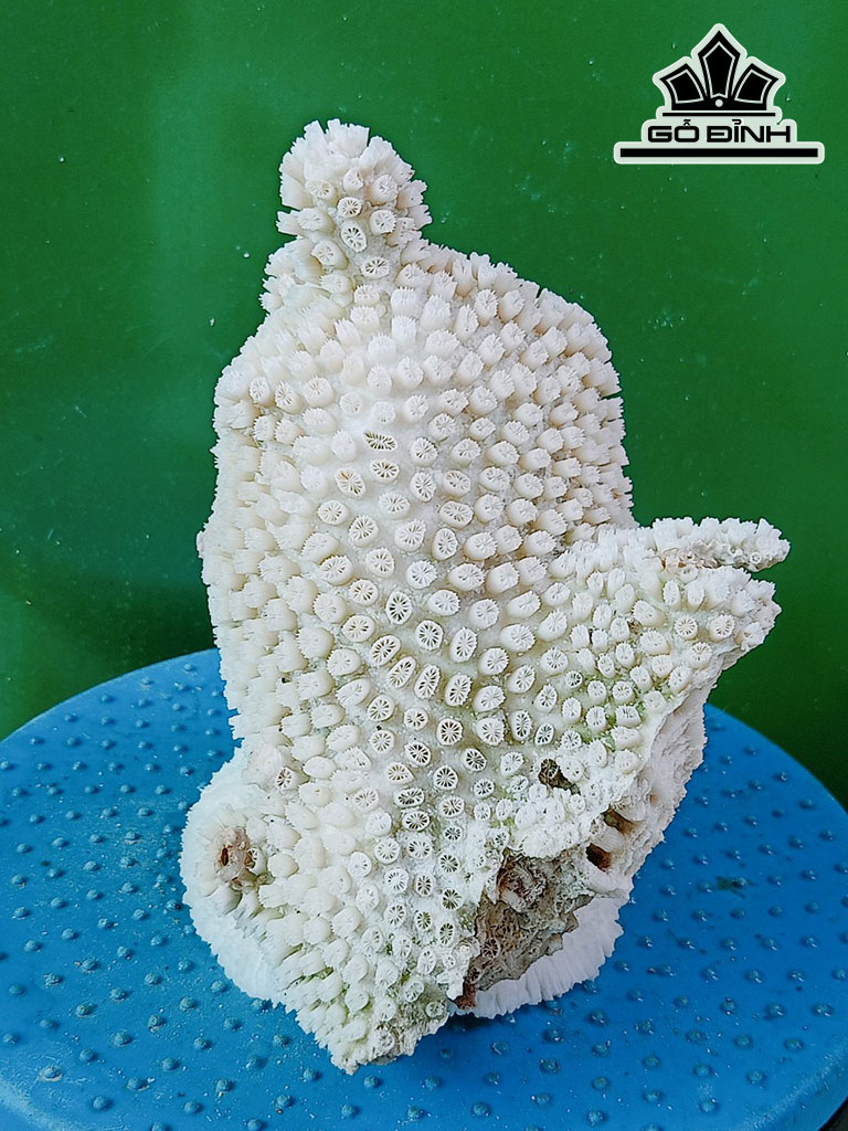 Tác Phẩm Đá San Hô Cao 19 Ngang 18 (cm)