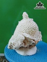 Tác Phẩm Đá San Hô Cao 19 Ngang 18 (cm)