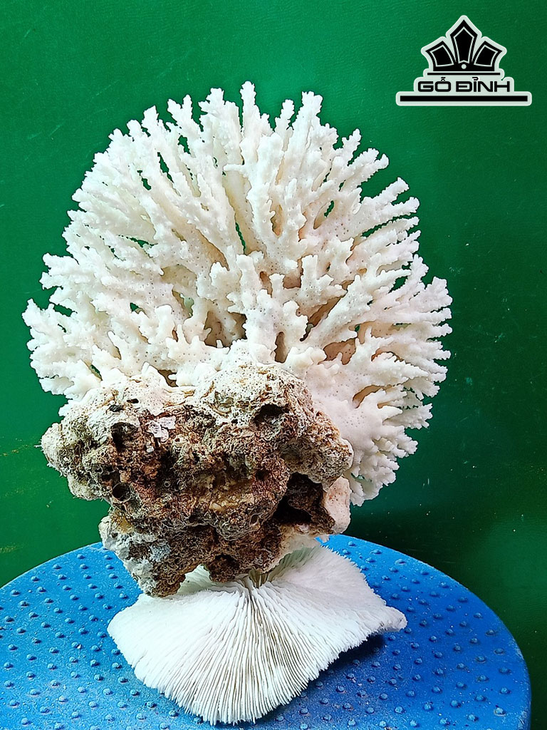 Tác Phẩm Đá San Hô Cao 22 Ngang 18 (cm)