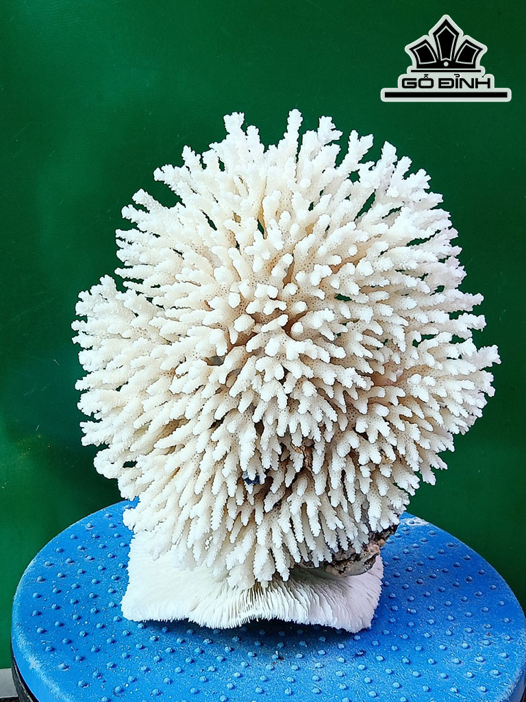 Tác Phẩm Đá San Hô Cao 22 Ngang 18 (cm)