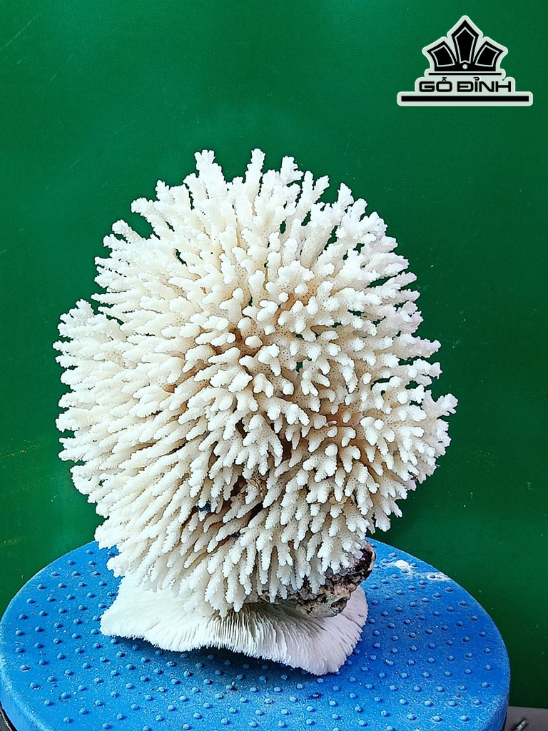 Tác Phẩm Đá San Hô Cao 22 Ngang 18 (cm)