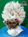 Tác Phẩm Đá San Hô Cao 22 Ngang 18 (cm)