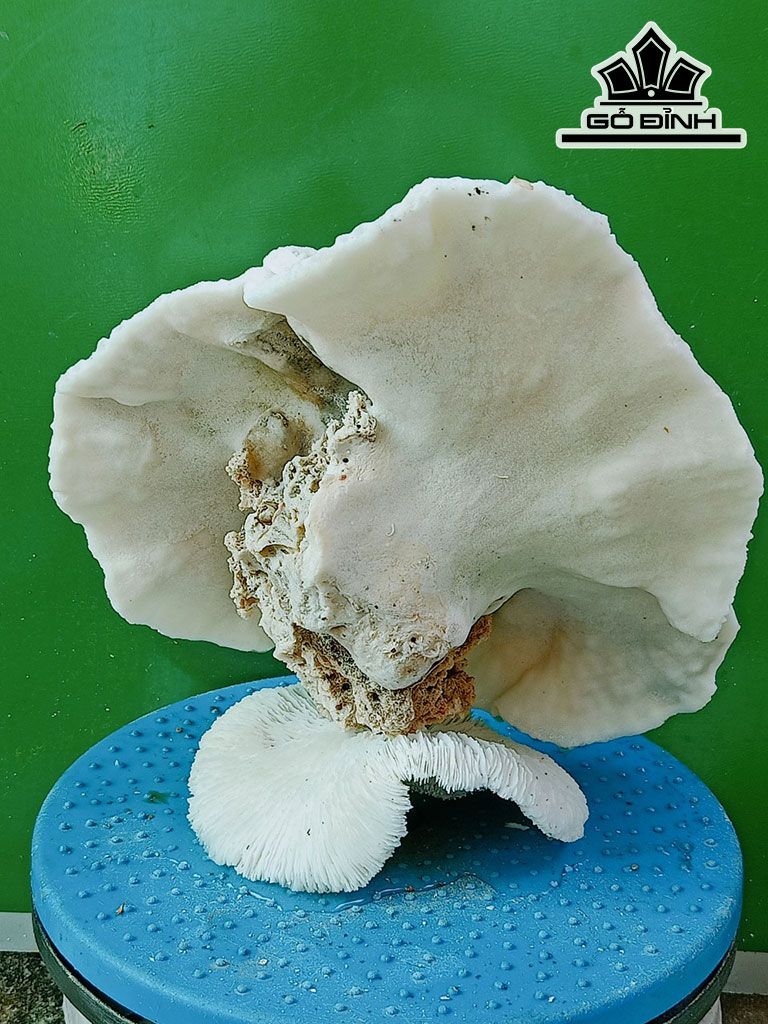 Tác Phẩm Đá San Hô Cao 23 Ngang 24 (cm)