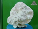 Tác Phẩm Đá San Hô Cao 23 Ngang 24 (cm)