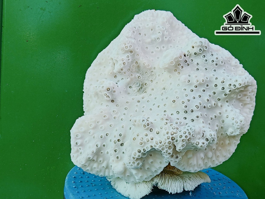 Tác Phẩm Đá San Hô Cao 23 Ngang 24 (cm)